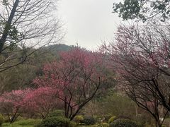 -桃花岭景区