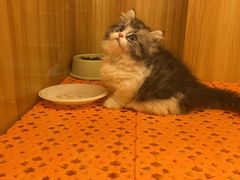 -欣宠猫屋·矮脚拿破仑·蓝金金渐层