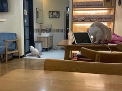 -滚猫咖啡·猫咖·猫友好撸猫(未来城店)