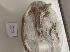-辽宁古生物博物馆