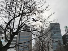 -北海道厅旧本厅舍(旧本庁舎)