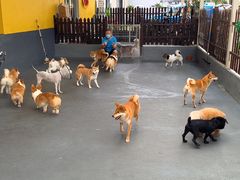 -宠物之家Pets Home 宠物寄养酒店