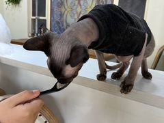 -猫小院猫主题餐厅(南锣旗舰店)