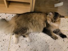 -猫域·湾主题猫咖·宠物吧(南坪城市广场店)