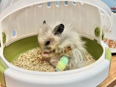 -瑞派·关忠动物医院·异宠专科·犬猫肿瘤·皮肤专科(望京店)