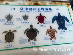 -广东惠东海龟国家级自然保护区