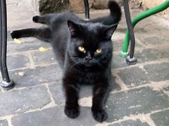 -喵屿·大理花园猫咖