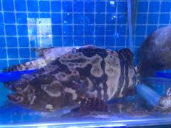 -前王院•巧克力海鲜市集餐厅(万平口店)