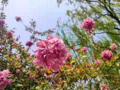 -元大都城垣遗址公园