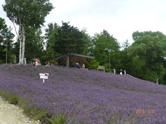 -富田农场