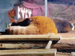 -Zoolung Zoolung动物主题公园(海信广场店)