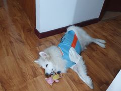 -宠福鑫康馨动物医院·骨科·眼科