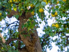 -鲁土司衙门旧址