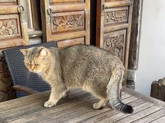 -喵屿·大理花园猫咖