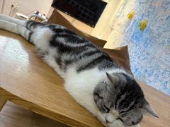 -李小姐の猫咖啡馆(五角场店)