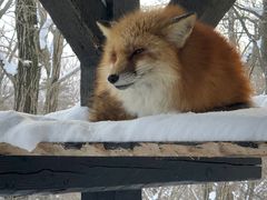 -宫城藏王狐狸村