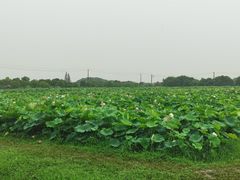 -嘉北郊野公园