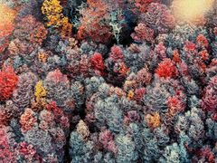 -罗红摄影艺术馆