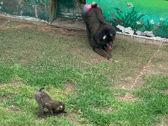 -西霞口神雕山野生动物世界