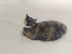 -藏猫猫咖啡主题馆(中央大道店)