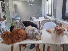 -喵的天空名猫咖啡馆·撸猫·猫舍·用品