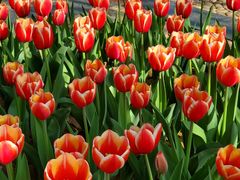 -石家庄市植物园