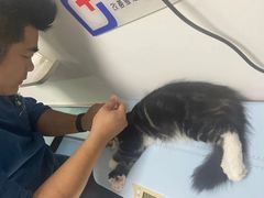 -特一安24小时宠物医院·骨科·中兽医
