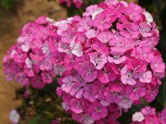 -松山湖梦幻百花洲