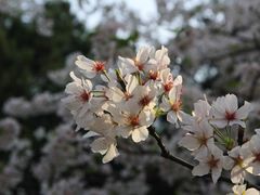 -武汉大学-樱园