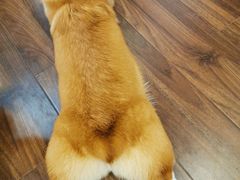 -柯斗斗主题餐厅·狗咖·围炉煮茶·茶饮(国瑞升平里店)