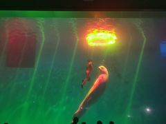 -芜湖新华联大白鲸海洋公园