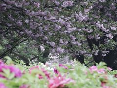 -西安青龙寺遗址景区