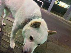 -梅红羊肉馆(赭山西路店)