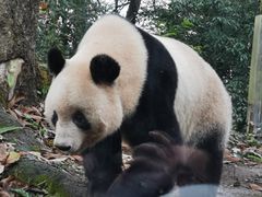 -中国大熊猫保护研究中心雅安碧峰峡基地