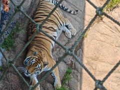 -西霞口神雕山野生动物世界