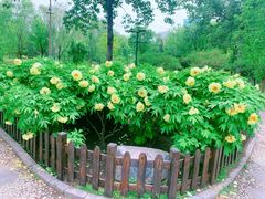 -莲花池公园