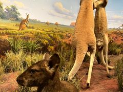 -陕西自然博物馆