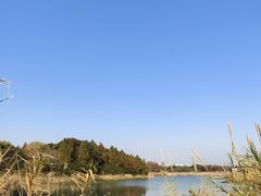 -贡湖湾湿地公园
