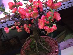 -花鸟鱼虫鲜花绿植市场(玉泉路店)