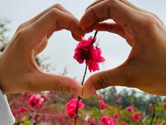 -南国桃园旅游度假区