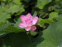 -香山公园