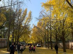 -三里屯东五街银杏大道