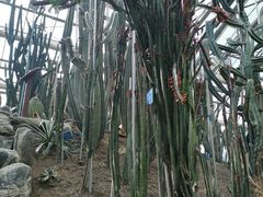 -南山植物园