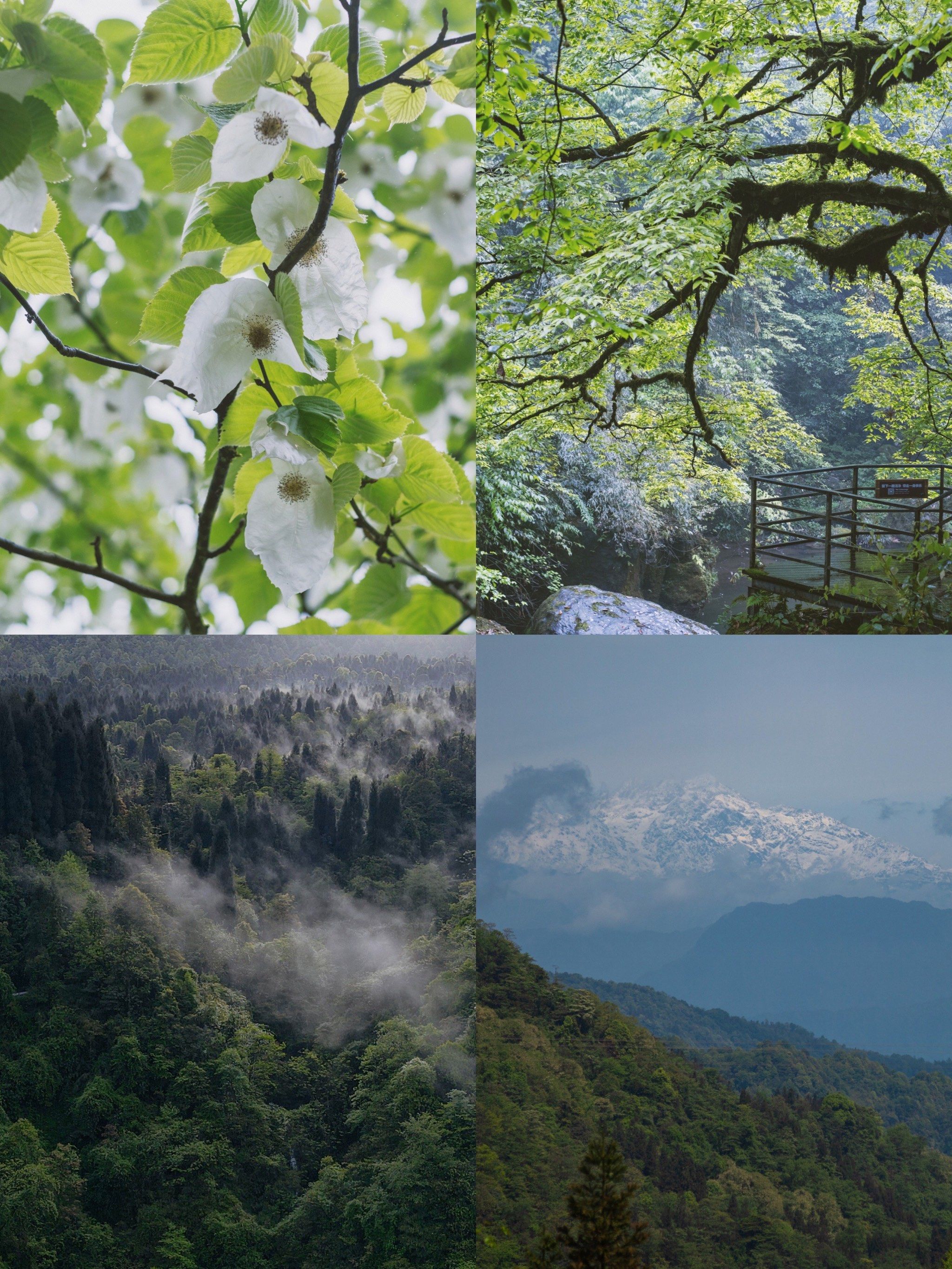 五一假期去龙苍沟看鸽子花