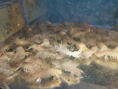-海博汇蒸汽海鲜