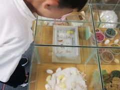 -上海大自然野生昆虫馆(东方明珠·爬宠昆虫探索中心)
