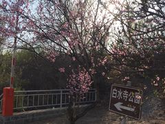 -白水寺森林公园