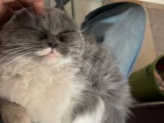 -宠爱国际动物医院· 猫科· 外科·中兽医(长白店)