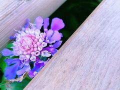 -白草畔自然风景区