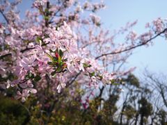 -春花秋色城市公园
